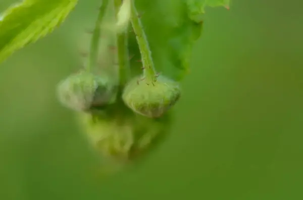 Wild Raspberry blossoms. Wild Raspberry white flowers on a blurry green background. Raspberry flowers close-up. — Stockfoto