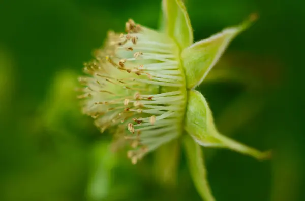 Wild Raspberry blossoms. Wild Raspberry white flowers on a blurry green background. Raspberry flowers close-up. — 스톡 사진