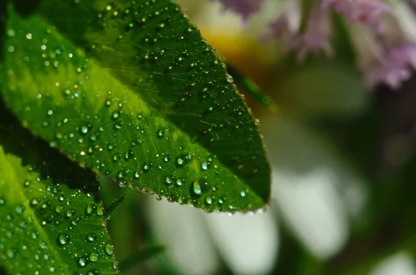 Primavera flores gotas de lluvia, abstracto fondo borroso flores lluvia fresca — Foto de Stock