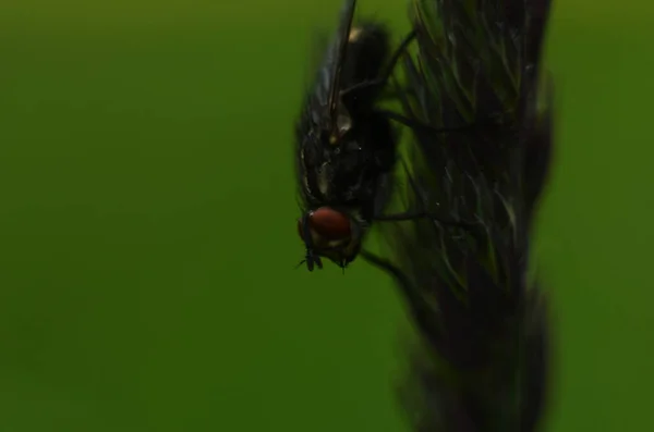 Close up a Fly perched on a tree branch, dry wood with isolated background — Fotografia de Stock