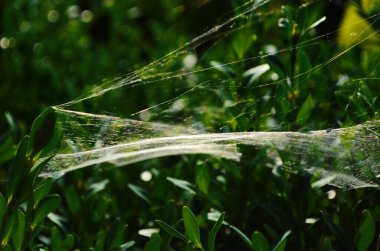 Çalılıklarda örümcek ağı var. Yazın çalılıklarda örümcek ağı. Örümcekler çalılara ağ örer ve böcekleri yakalar.