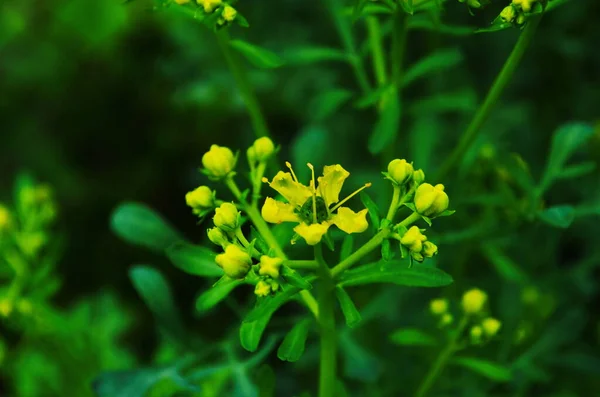 Flores Amarillas Ruta Graveolens Rue Común Hierba Gracia Jardín Verano — Foto de Stock