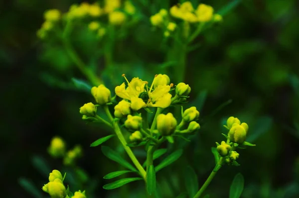 Yellow Flowers Ruta Graveolens Common Rue Herb Grace Summer Garden — Stock Photo, Image