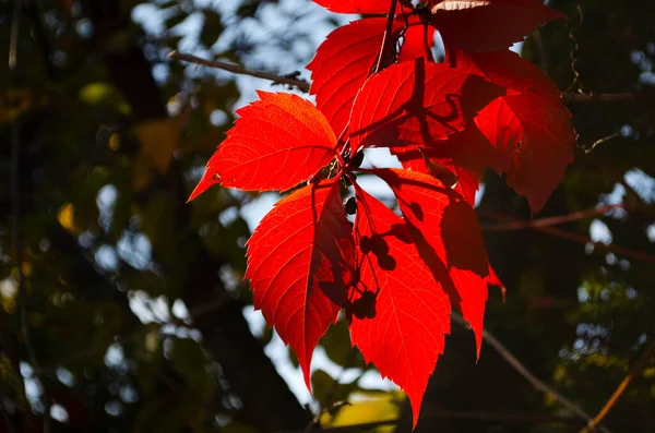 Leuchtend Orangefarbenes Blattgrün Einem Sonnigen Herbsttag Nahaufnahme Orangefarbener Blätter Herbst — Stockfoto