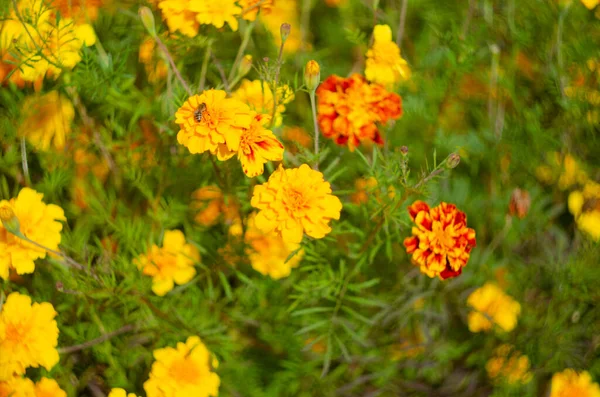 Caléndulas Flores Jardín — Foto de Stock
