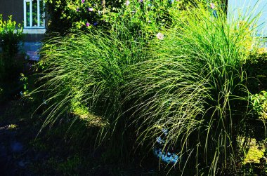 Yeşil Meksika Tüy Çimi seçici odak noktasında. Bahar ve bahçıvanlık kavramı. Doğadaki güzellik. yumuşak bulanık koyu yeşil arka plan. Öndeki çim yapraklarına odaklan. Bahçe işleri ve açık hava..
