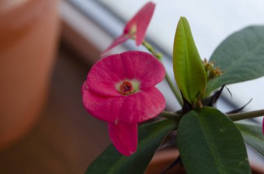 Camda açan kırmızı Euphorbia Milii çiçeği.