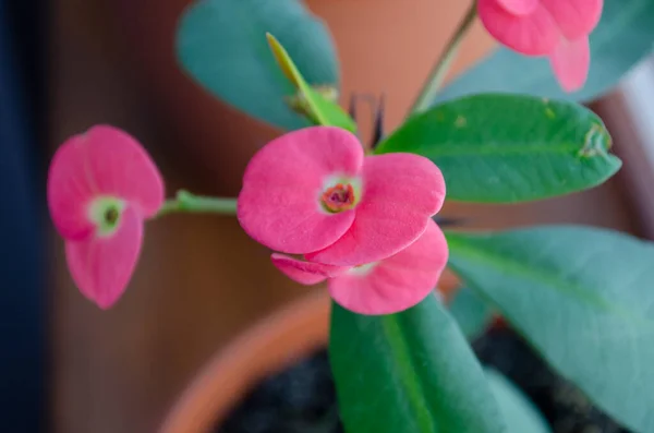 Fiore Euphorbia Milii Rosso Primo Piano Che Sboccia Sulla Finestra — Foto Stock