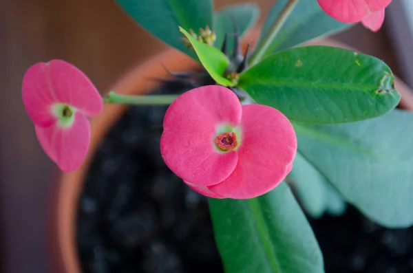 Fiore Euphorbia Milii Rosso Primo Piano Che Sboccia Sulla Finestra — Foto Stock