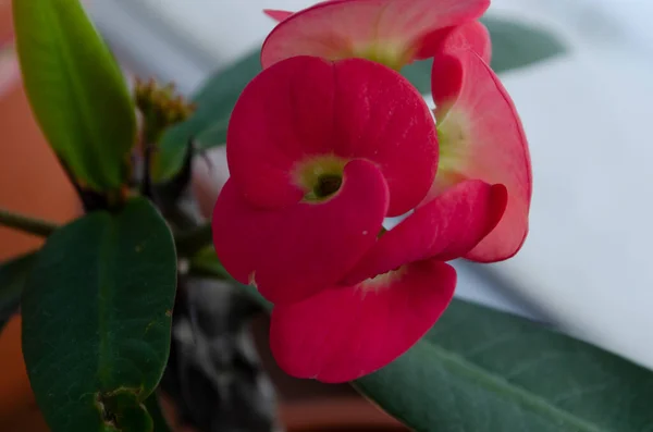 Fiore Euphorbia Milii Rosso Primo Piano Che Sboccia Sulla Finestra — Foto Stock