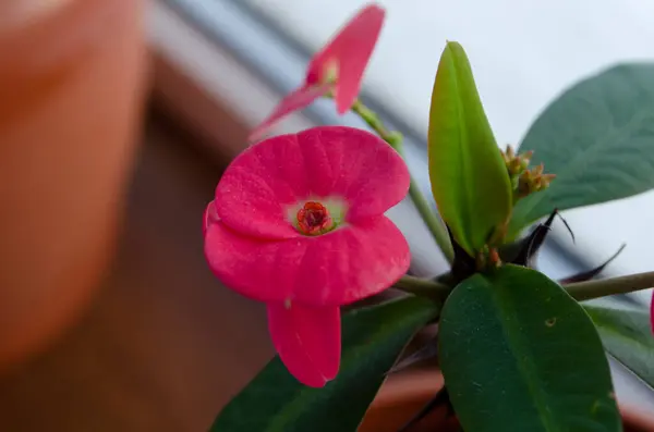 Close Red Euphorbia Milii Flower Blooming Window — Stock Photo, Image