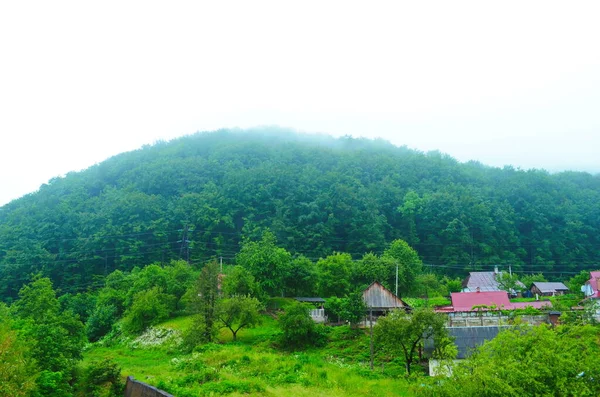 Dağlardaki Sisli Ormanlar — Stok fotoğraf