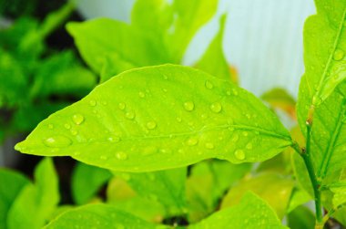 Turunçgillerin taze yeşil yaprakları ve su damlaları..