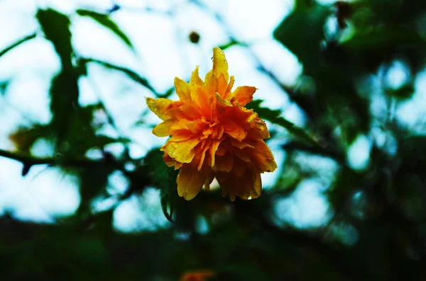 Kerria Japonica Árvore Com Flores Amarelas Brilhantes — Fotografia de Stock