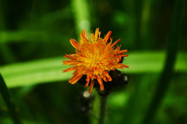 Lebendige Orange Pilosella Aurantiaca Orangefarbener Falkenbiss Teufelsmalpinsel Wildblume Aus Nächster — Stockfoto