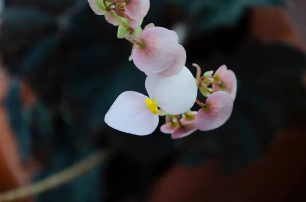 エンジェルウィング白花と緑の葉を持つベゴニアの植物 閉じて マクロ 銀の斑点と白い花を持つ天使の翼の形の葉 — ストック写真