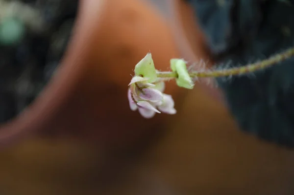 天使翼海棠属植物 开白花绿叶 天使翅膀形状的叶子 有银斑和白花 — 图库照片