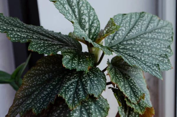 Closeup Begonia Maculata Leaves One Most Beautiful Begonias Has White — Stock Photo, Image