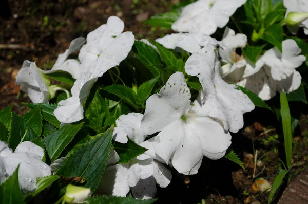 Gros Plan Des Boutons Fleurs Touch Dans Jardin — Photo