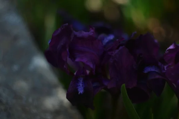 Purple Iris Bloem Een Wazig Gras Achtergrond Bloeiende Paarse Iris — Stockfoto