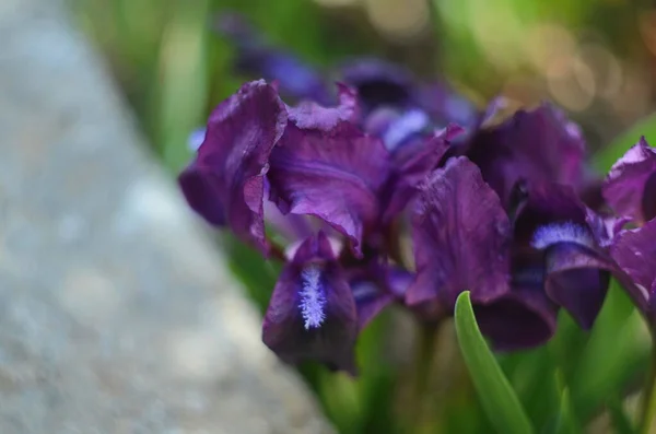 Purple Iris Bloem Een Wazig Gras Achtergrond Bloeiende Paarse Iris — Stockfoto