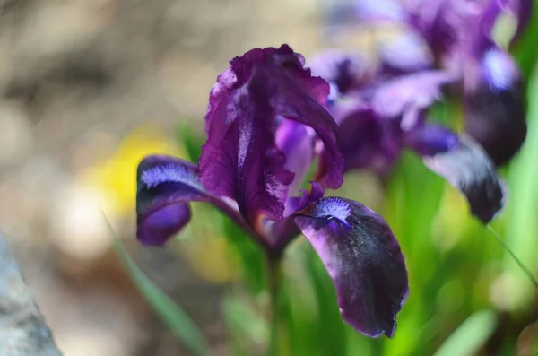 Flor Iris Púrpura Sobre Fondo Hierba Borrosa Iris Púrpura Floreciente —  Fotos de Stock