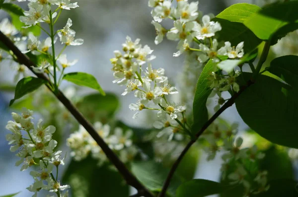 Wiśniowe Drzewo Ptaków Blossom Zbliżenie Kwitnącego Drzewa Prunus Avium Białymi — Zdjęcie stockowe