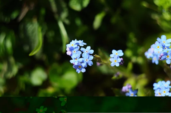 Flores Primavera Olvídame Flores Jardín Vista Superior —  Fotos de Stock