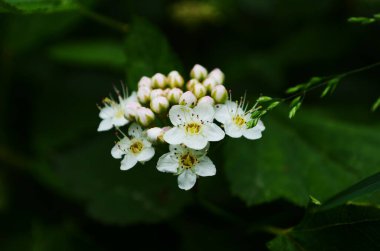 Meşe yapraklı spirea (Spiraea chamaedryfolia) bahçedeki küçük beyaz çiçeklerle lüks bir şekilde çiçek açar.