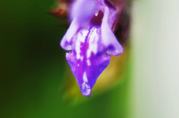 紫罗兰花盛开在阳光明媚的夏日 为医药目的在花园里种植的紫色鼠尾草 — 图库照片