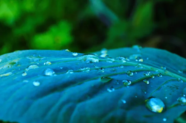 Jonge Kool Groeit Een Tuinbed Waterdruppels Koolbladeren Regen Selectief Focussen — Stockfoto