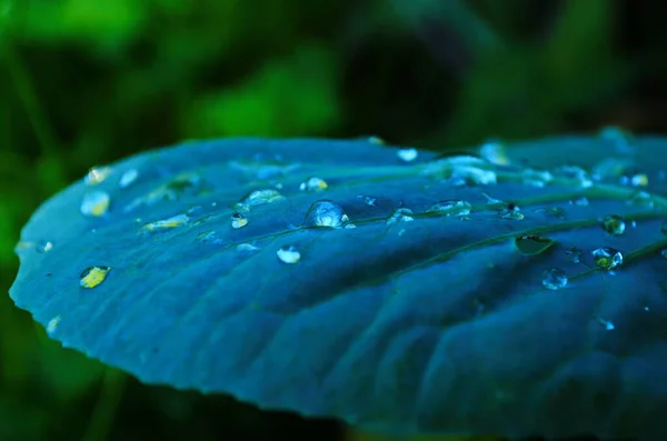 Repolho Jovem Cresce Uma Cama Jardim Gotas Água Folhas Repolho — Fotografia de Stock