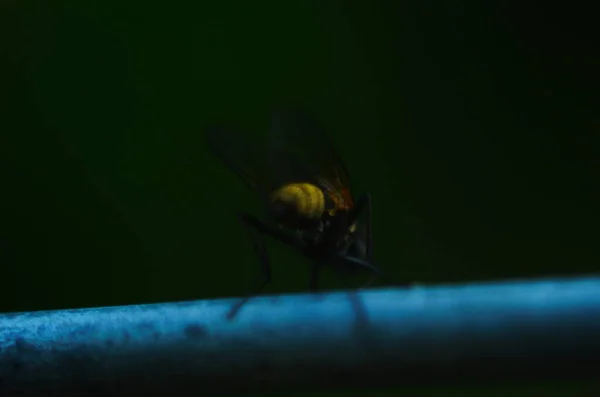 Casa Degli Adulti Mosca Della Specie Musca Domestica — Foto Stock