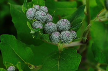 Burdock Arctium Lappa dikenli çiçek tarlası. Yiyecek ve içecekler. Taze tıbbi bitki. Mevsimlik arka plan. Güneşli yaz gününde çiçek açan burdock tomurcukları ve yaprakları. Daha iyi yenilebilir dulavrat otu.