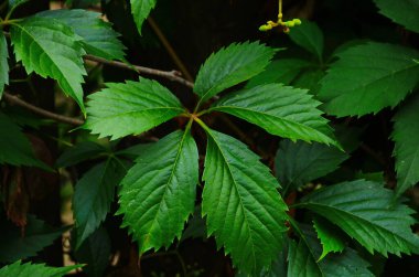 Yaban üzüm yaprakları. Yaban üzüm yapraklarından oluşan bir duvar. Yeşil üzüm yapraklarının dokusunu kapat..