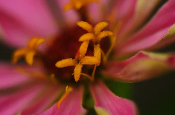 Fioletowe Płatki Kwiatu Cynnii Tle Zielonych Liści Pociągający Nektar Kwiatu — Zdjęcie stockowe
