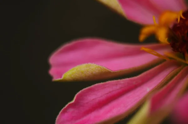 Lila Blütenblätter Von Zinnia Blühen Auf Dem Hintergrund Grüner Blätter — Stockfoto