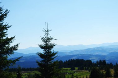 Uçan kargalar dağlardaki ormanın üstündeki mavi gökyüzünde