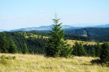 Uçan kargalar dağlardaki ormanın üstündeki mavi gökyüzünde