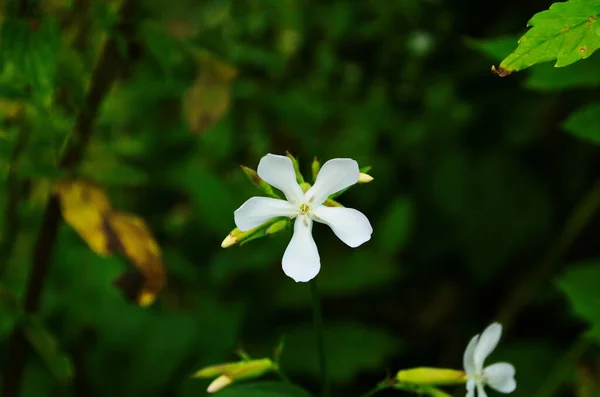 Saponaria Officinalis Fehér Rózsaszín Virágzó Szappanvirág Vad Műveletlen Növény Virágos — Stock Fotó