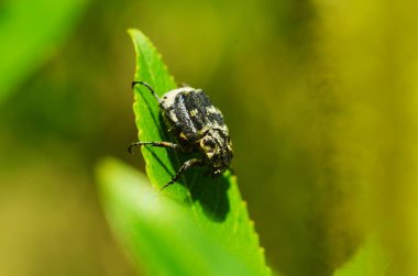 Yapraklar yeşil üzerinde sürünerek hirta böceği Tropinota yakın çekim .