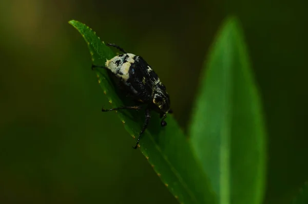 Tropinota 그린에서 크롤 링 hirta 딱정벌레 leafs의 클로즈업 . — 스톡 사진