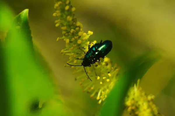 Close-up sobre o besouro folha de amieiro, Agelastica alni, ao ar livre, sentado em uma folha de sua planta hospedeira Alnus glutinosa — Fotografia de Stock
