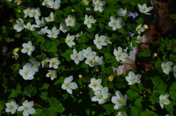 Lot White Little Flowers Garden Early Spring Flowering Plant — Stock Photo, Image