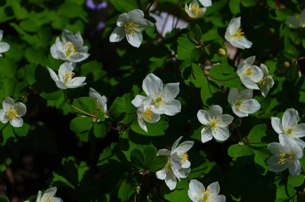 Bahçedeki Küçük Beyaz Çiçeklerin Çoğu Ilkbahar Çiçekleri Gibidir — Stok fotoğraf