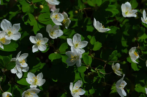 Lot White Little Flowers Garden Early Spring Flowering Plant — Stock Photo, Image