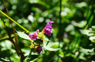 Isırgan otu, Galeopsis tetrahit. Lamiaceae familyasından pembe çiçekli bir kenevir-ısırgan otu.