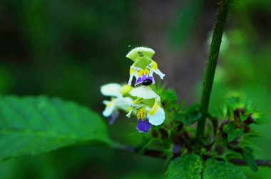 Isırgan otu, Galeopsis tetrahit. Lamiaceae familyasından pembe çiçekli bir kenevir-ısırgan otu.