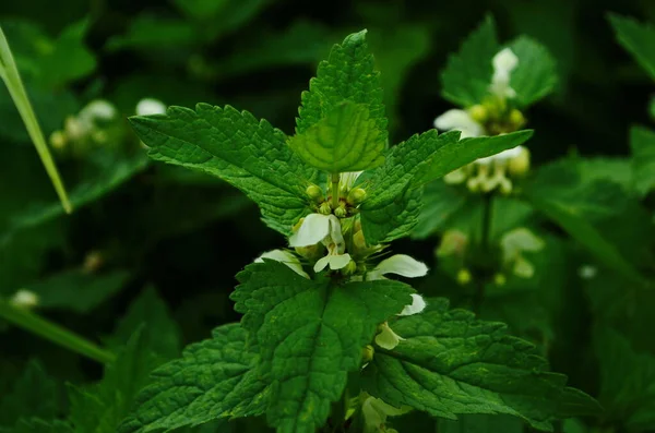 Ortiga blanca muerta, hojas del álbum Lamium y flores. La ortiga muerta blanca es una planta herbácea perenne — Foto de Stock