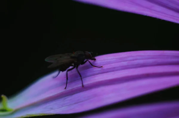 Fechar acima mosca da casa, mosca, mosca da casa na flor rosa — Fotografia de Stock